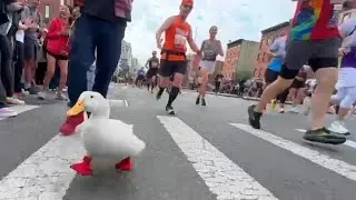 Wrinkle the Duck Runs NYC Marathon Again (and gets a medal)🏅🦆