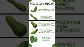 БЫСТРЫЙ способ проверить, что НЕ ТАК с огурцами! #огурцы #садоводство #огород