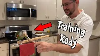First Time Training Kody Cape Parrot in a While