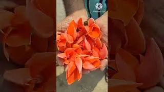 moduga puvvulu #రక్తపుష్పం #అగ్నిపుష్పం #బ్రహ్మవృక్షం #పాలాశ