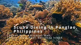 Scuba Diving in Panglao, Philippines