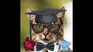This cat can speak Khmer ?!!