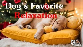 Dog&rsquo;s Favorite Relaxation 🐶  Music for Better Sleep & Separation Anxiety Treatment