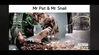 Hello street cat but it&rsquo;s just other cats