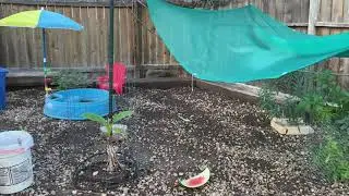 RSM's Problem with Adding New Chickens