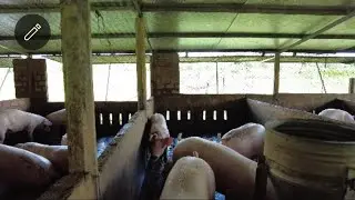 Đàn Heo 5 Tháng Tuổi Chuẩn Bị Lên Xe
