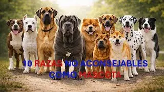 10 RAZAS DE PERROS QUE NO DEBERÍAS ELEGIR COMO MASCOTA #perro #dog #perrosfelices #cienciacanina