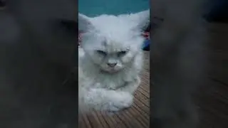 cimii & jojo ... jojo si kucing yg tuli....