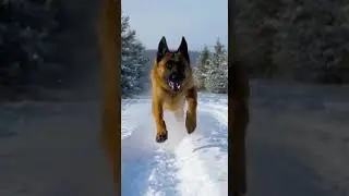 The Wolf Feared No Dog&hellip; Until It Met a Kangal The Ultimate Guardian Revealed