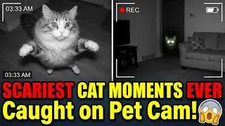 Scariest Cat Moments EVER Caught on Pet Cam! 🐾