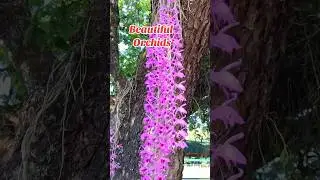BEAUTIFUL ORCHIDS  #flowers  #orchids #purplerain #shorts #roses_travelgram  #travel