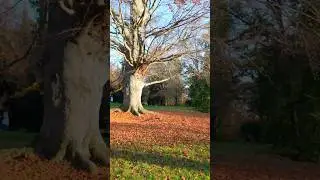 Spaziergang im goldenen Herbst im Englischen Garten, Gotha