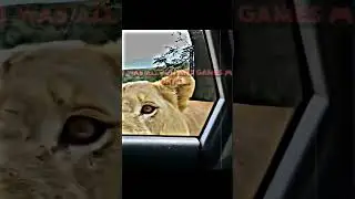 Sigma Lion 🗿🗿 💀 #trending #lion #iq #viral #meal #animal #smart #funny
