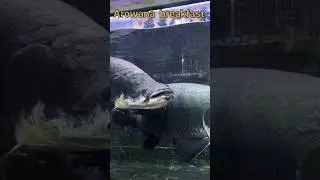 Arowana feeding #fishing #aquarium #arowana #fishcuting #fish #shorts #viralshorts