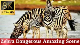 Zebra Dangerous Amazing Scene In 8K Ultra HD #shorts