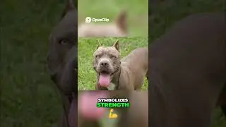 Pit Bulls  Strength, Status, and Misconceptions Debunked
