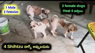 top quality Shihtzu dogs for sale in telugu/ 91825 08349 /aj pets