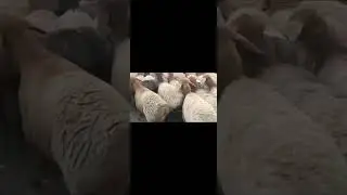 Арашан козулар.