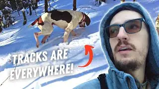 Tracking Bobcats in the Snow with Roux