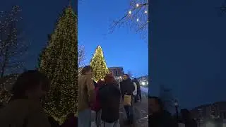 massive christmas tree!!! #tree #cool #awesome #shorts #trending #adventure #Colorado #pretty #wow