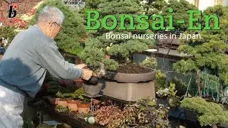 Japanese bonsai nursery
