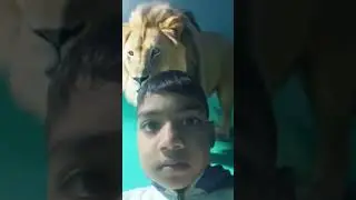 Lion filter copy video status viral status army status millions views status