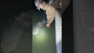 34LB STRIPER RELEASE SAC RIVER NIGHT FISHING 6/22/2025