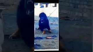 bully kutta vs tibetan mastiff dog fight #shorts #dog lover