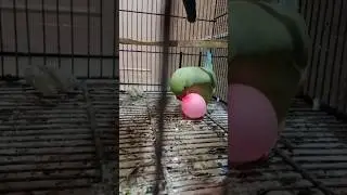 parrot play time #ring neck green talking parrot🦜#cute Birds #mitthu tota #funny#parrot#viral #short
