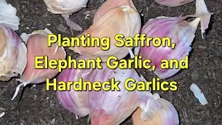 Planting Saffron, Elephant Garlic, and Hardneck Garlics