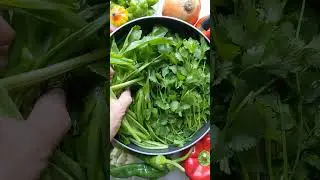 Puerto Rican Sofrito, Cilantro vs Culantro