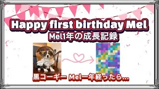 Happy first birthdayMel〜 黒コーギー Mel1年の成長記録〜【コーギールナメル】