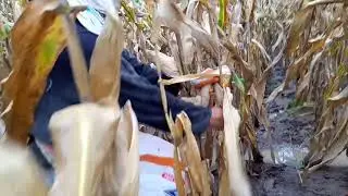 cara Panen Jagung di musim hujan (termotivasi dari kangguru)