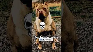 Small to Big Dog Transformation || #animals #shorts #wildanimals #usashorts #USA #cutedog #dogshorts