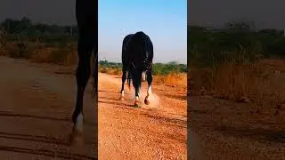 black marwari horse #shorts #shortsfeed #equestrian #marwari