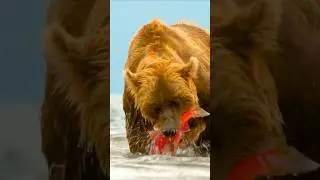 Amazing Grizzly Bear Catching and Eating Salmon in the Wild | Alaska Wildlife