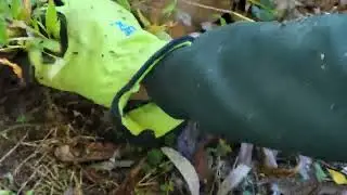 Pulling Stilt Grass