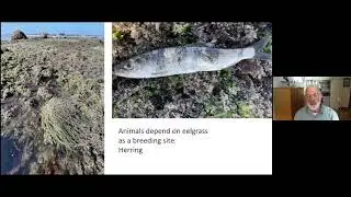 Eelgrass in Oregon's Estuaries  Natural History and Planning