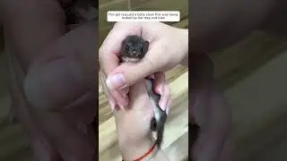 #cute #animals #animals #rescue #animals #rescue #animals #ferret #wildlife #turtlewatching #ferre