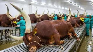How Millions of Longhorn Cattle Are Raised and Processing &ndash; Inside African Longhorn Cattle Farming