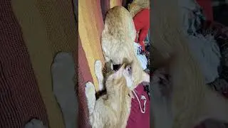 #loving ❤️ and #caring #cats 🐈 😻