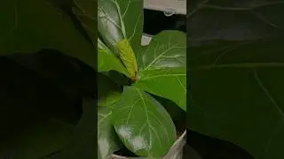 Can you I.D. the plants propagating in water? 🌱🚰