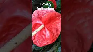 How Anthurium Plants can be grown in your Home Garden ( Part 5 ) - WhatsApp Status Video #shorts