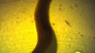 Wild Dugesia 2