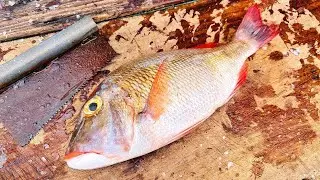 12 kg Colorful Spangled Emperor Fish Cutting🔪🔥|Fastest Fish Cutting Videos You Skil Ever Seen