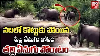 తల్లి ప్రేమ అంటే ఇదేరా.. | Elephant Mom Saves Her Calf In Kruger National Park | BIG TV TELUGU