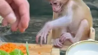 给小猴子小猪做好吃的 #猴子 #小猴子 #可爱的小动物 ##可爱的小猴子 #动物趣事