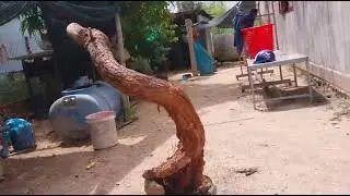 M683 gl c&acirc;y bạch mai rừng hoa trắng 450k LH 0707713796 Khương bonsai 