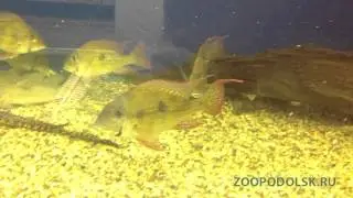Геофагус краснолобый или геофагус штайндахнера (geophagus steindachneri, red hump eartheater)
