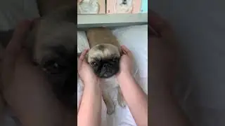 Pug | Cute Dog Videos | Pug TikTok Videos | Pug Puppies #shorts #pug #dogs